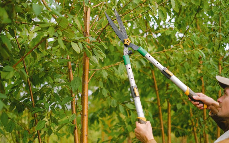Tree trimming in Lehi, UT